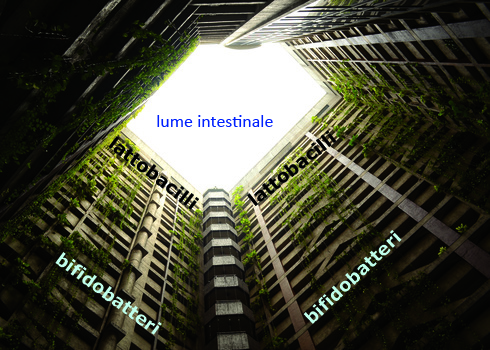 disbiosi-intestinale-1